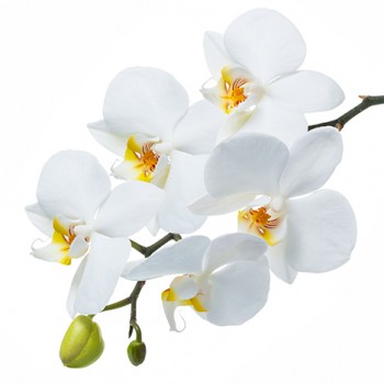 Стол обеденный Танго белый/Орхидея в Нижней Пойме - nizhnyaya-pojma.mebel54.com | фото